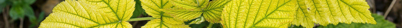 Eisendünger: 7 erstaunliche Vorteile für Ihren Garten