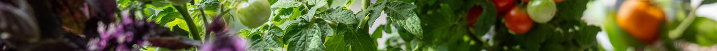 Essbare Balkon-Oase: Kräuter, Gemüse und Beeren im Balkonkasten