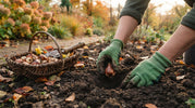 Blumenzwiebeln pflanzen: Wann, wie tief und welche Sorten?