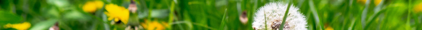 Unkraut im Rasen loswerden: Die wirksamsten Methoden für einen sauberen Rasen