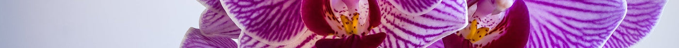 Orchidee als Zimmerpflanze im Winter