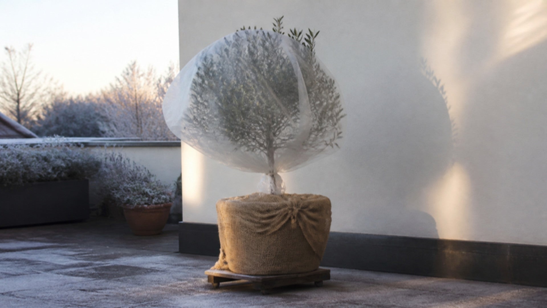 Olivenbaum im Kübel mit Vlies und Jute vor Frost geschützt