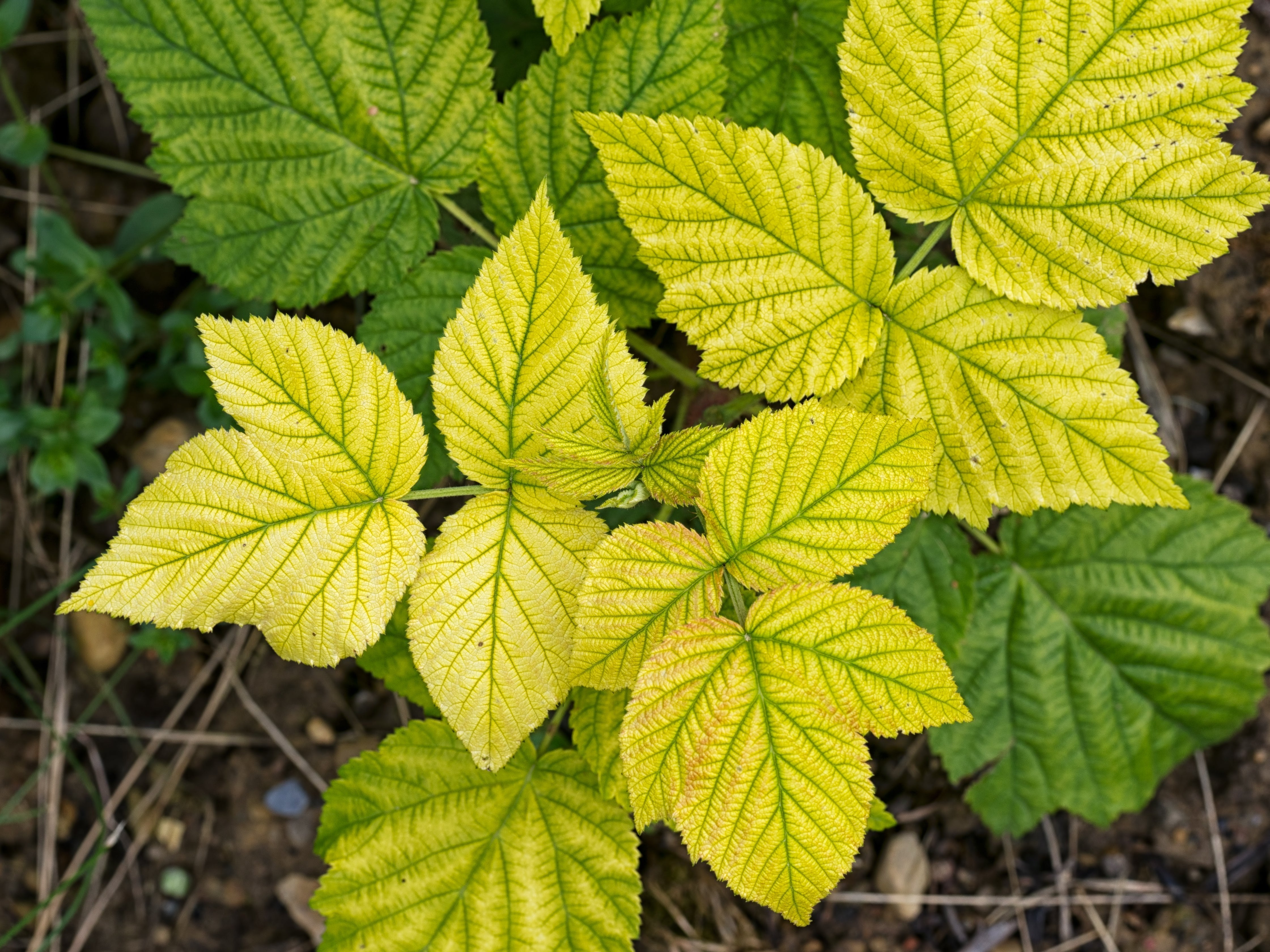 Eisendünger: 7 erstaunliche Vorteile für Ihren Garten