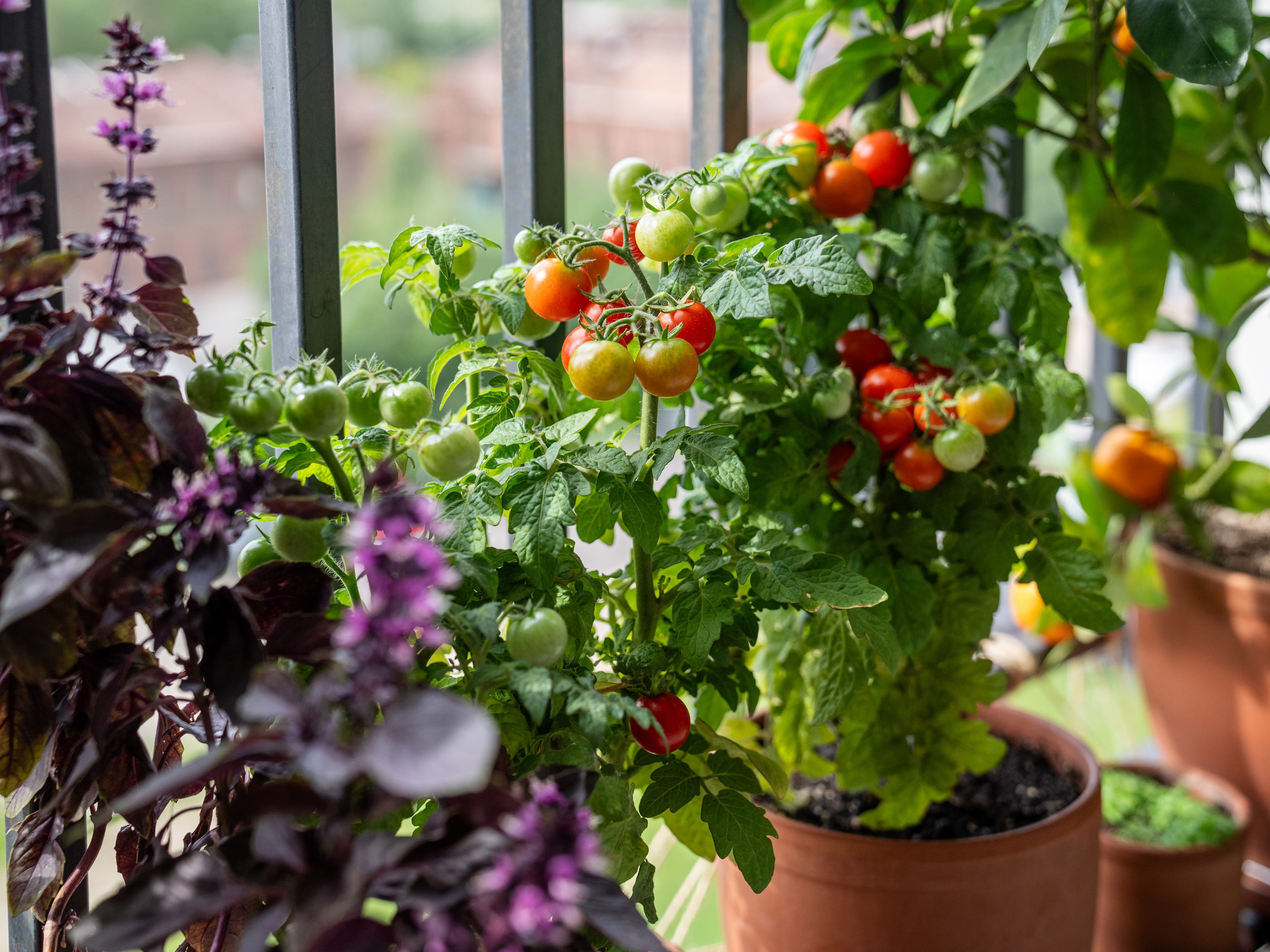 Essbare Balkon-Oase: Kräuter, Gemüse und Beeren im Balkonkasten
