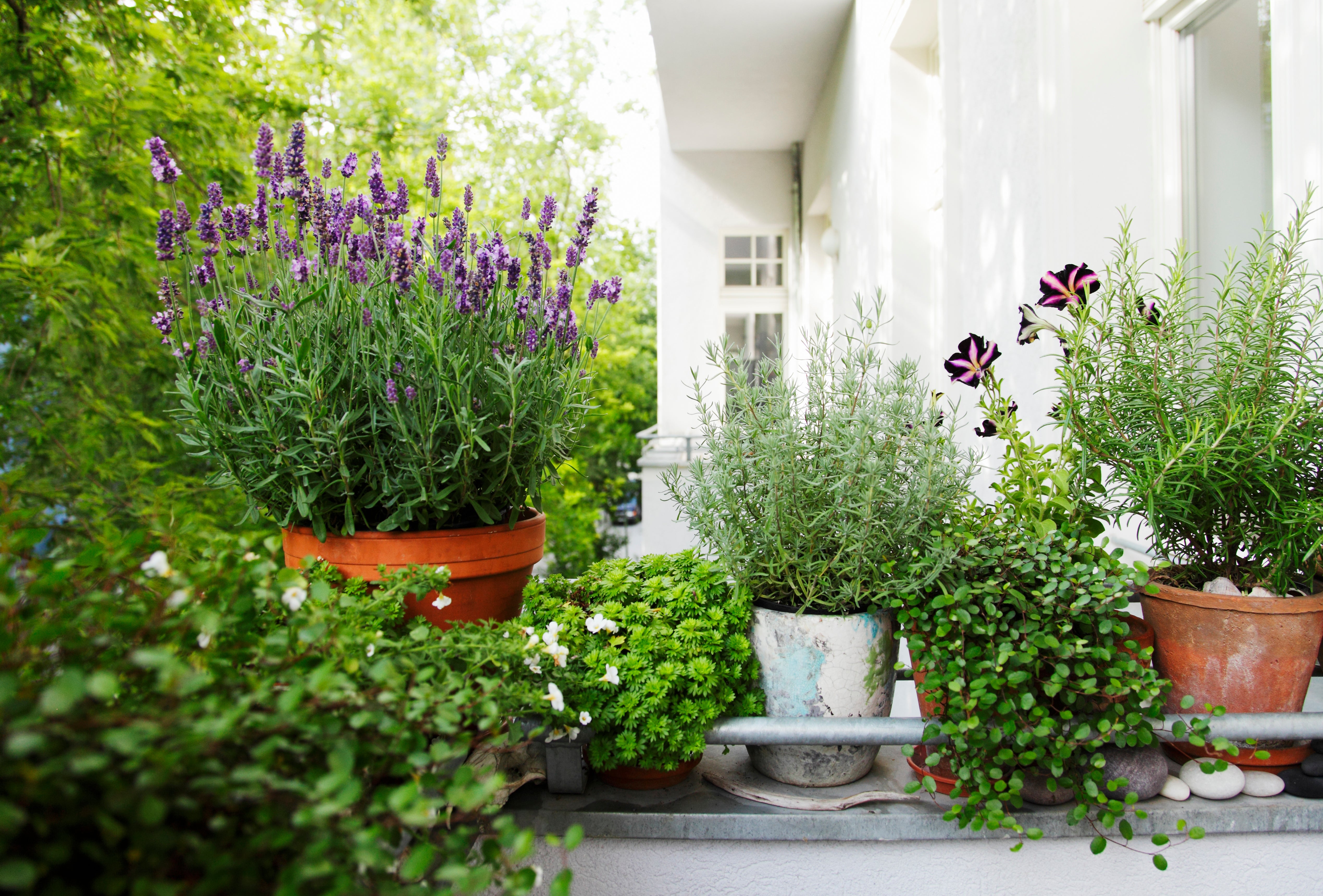 Balkon mit Pflanzen wie Lavendel & Kräuter