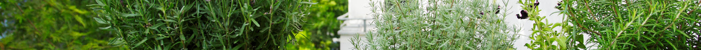 Balkon mit Pflanzen wie Lavendel & Kräuter