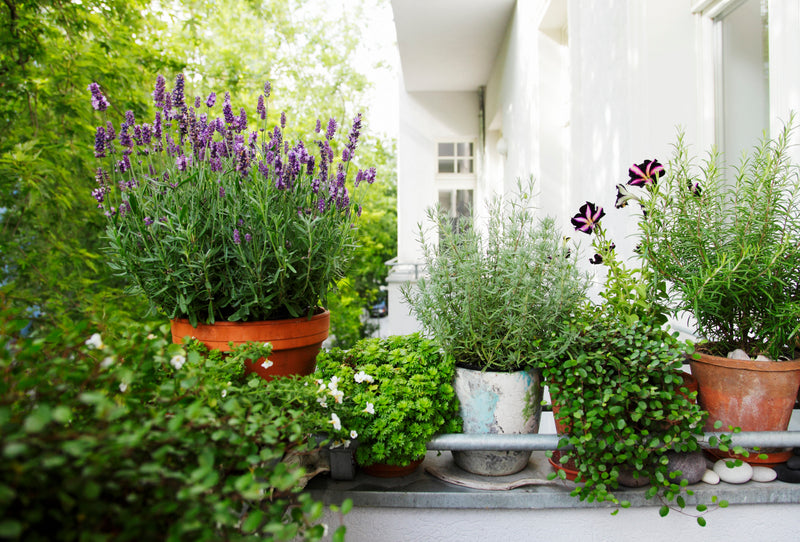 Balkon mit Pflanzen wie Lavendel & Kräuter