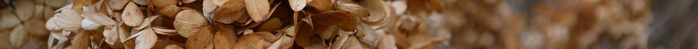 Winterlicher Garten – Gartenarbeiten im Winter