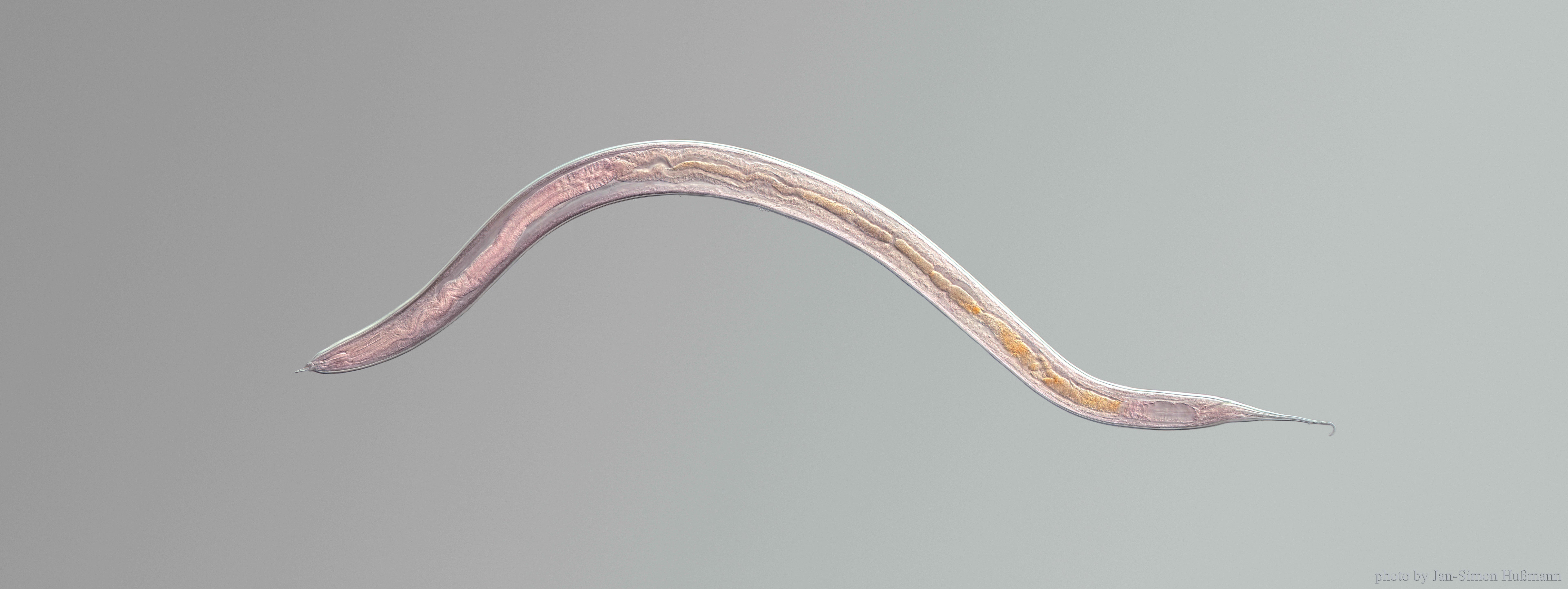 Nematoden gegen Schädlinge - wie setzt man sie optimal ein