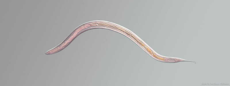 Nematoden