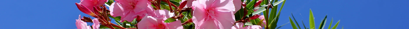 Oleander Pflege: So holst Du Dir mediterranes Flair auf Balkon & Terrasse!