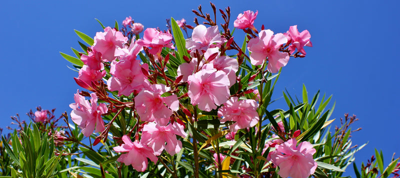 Oleander Pflege: So holst Du Dir mediterranes Flair auf Balkon & Terrasse!