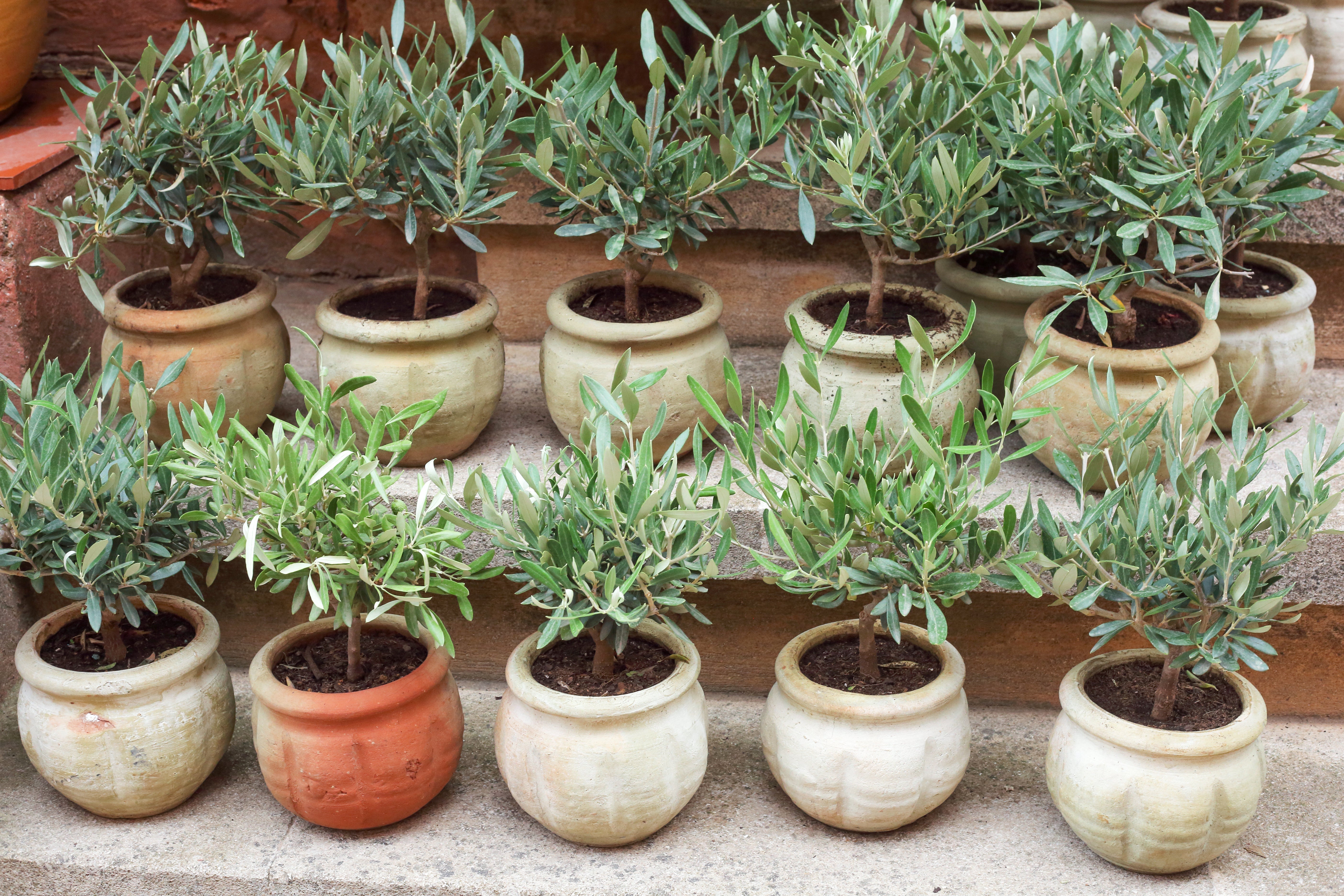 Olivenbaum pflanzen – Bodenvorbereitung und Topfgröße