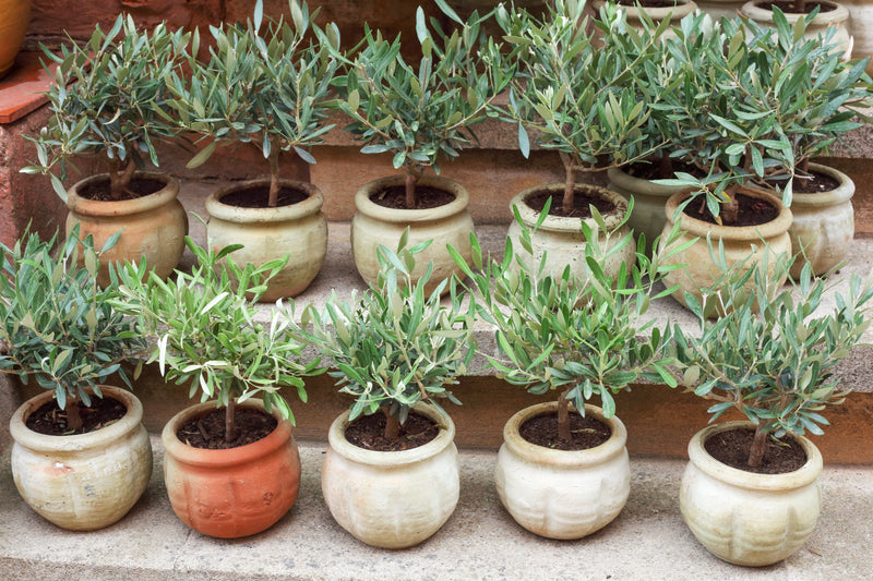 Olivenbaum pflanzen – Bodenvorbereitung und Topfgröße