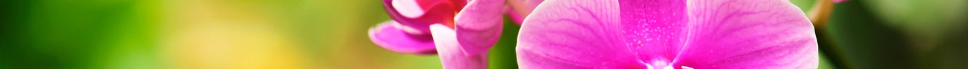 Rasenmax Orchideentabs: Perfekte Nährstoffpflege für prachtvolle Orchideen