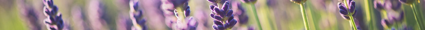 Lavendel