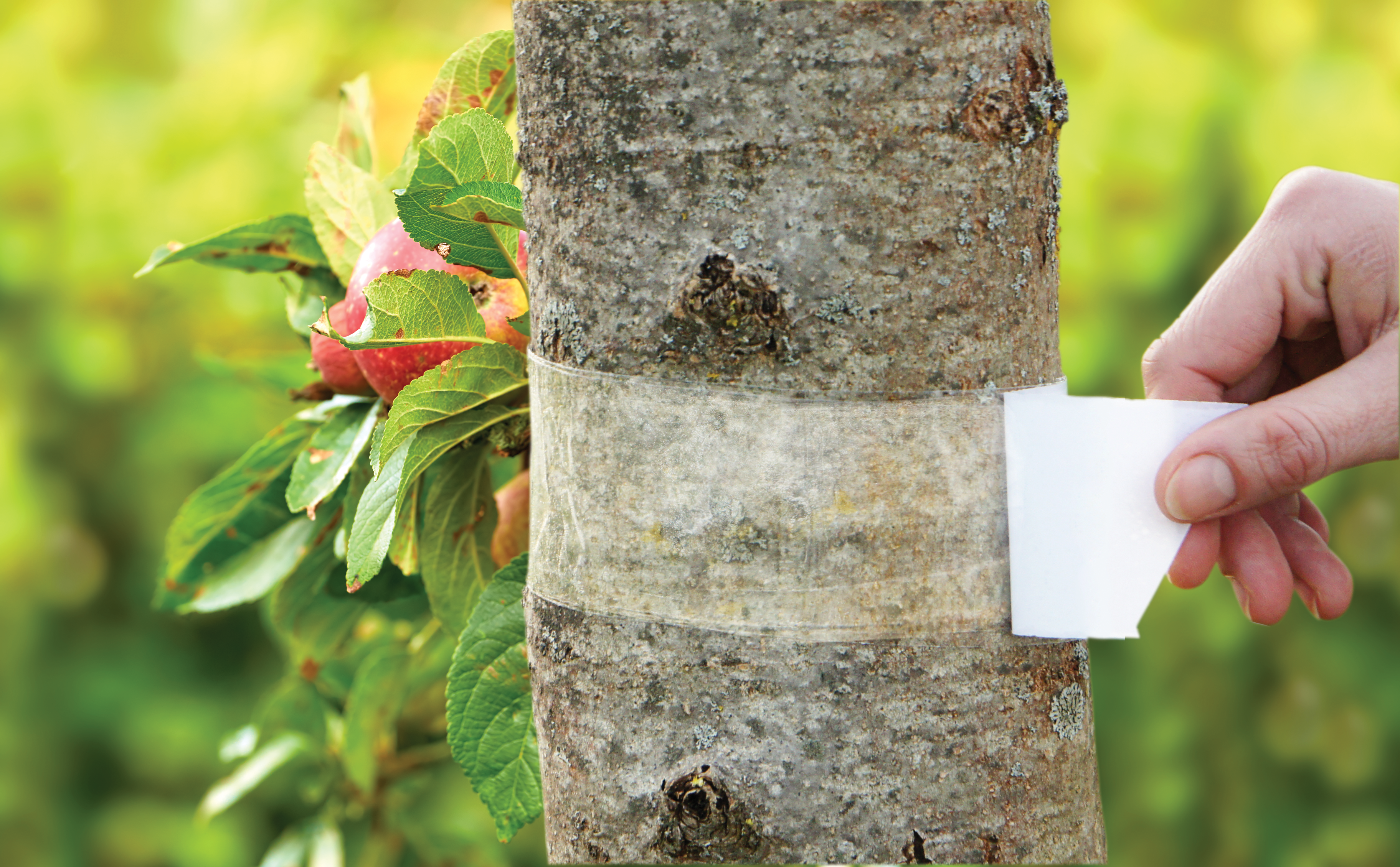 Leimringe Obstbäume: So schützt Du sie vor Frostspanner & Ameisen