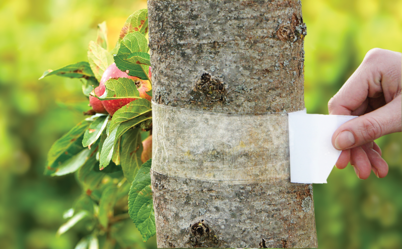 Leimringe Obstbäume: So schützt Du sie vor Frostspanner & Ameisen