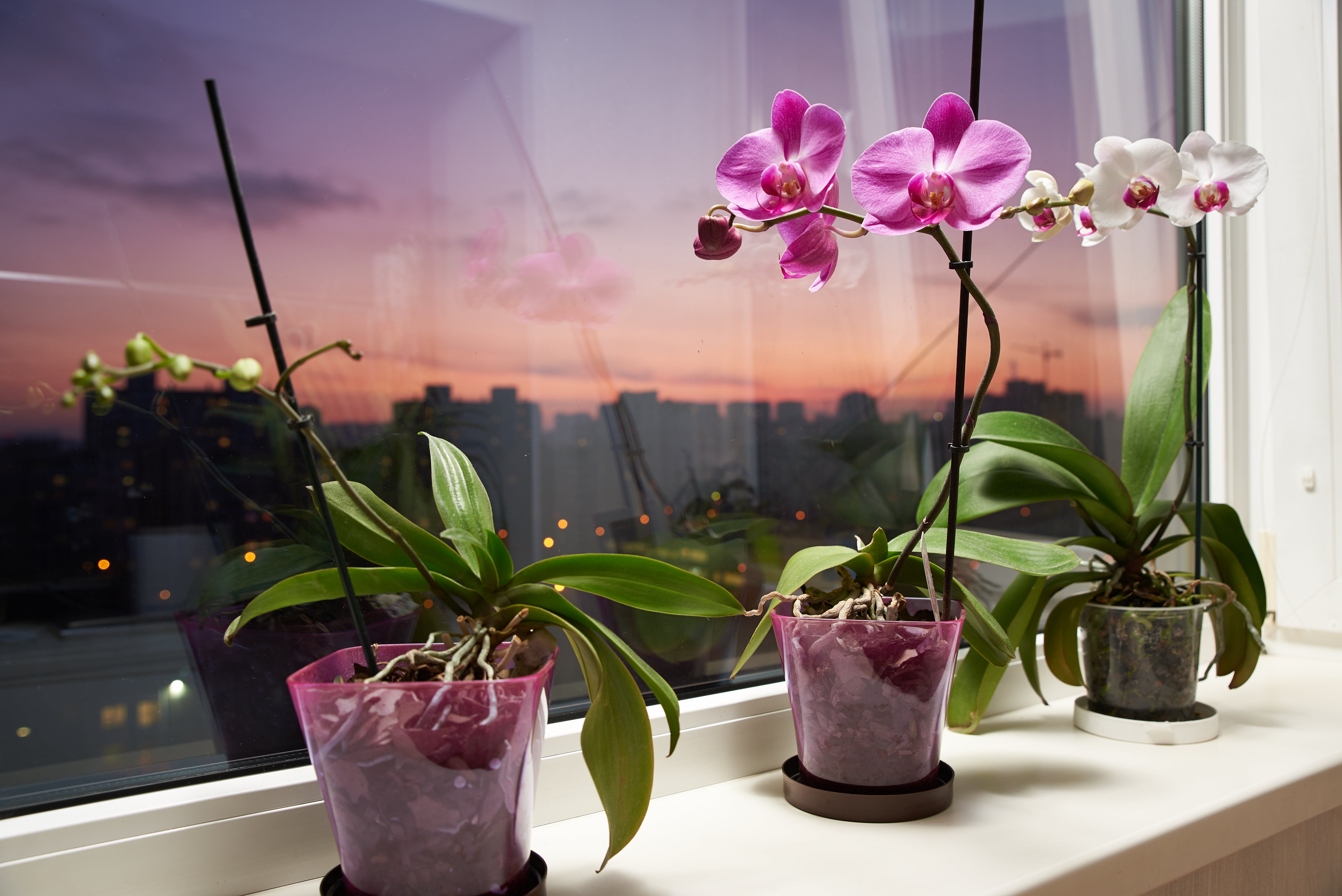 Schädlinge an Orchideen: 5 häufigste Plagegeister erkennen und bekämpfen