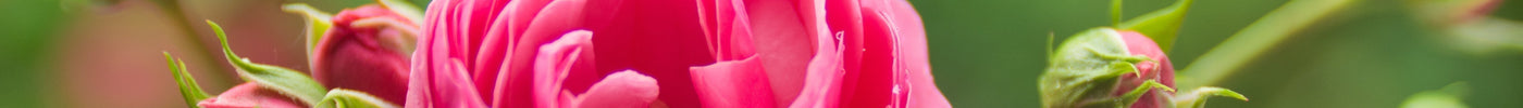 Schädlinge auf Rosen - Blattläuse & Rosenblattrollwespe sicher erkennen und bekämpfen