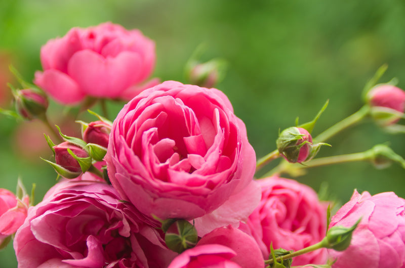 Schädlinge auf Rosen - Blattläuse & Rosenblattrollwespe sicher erkennen und bekämpfen