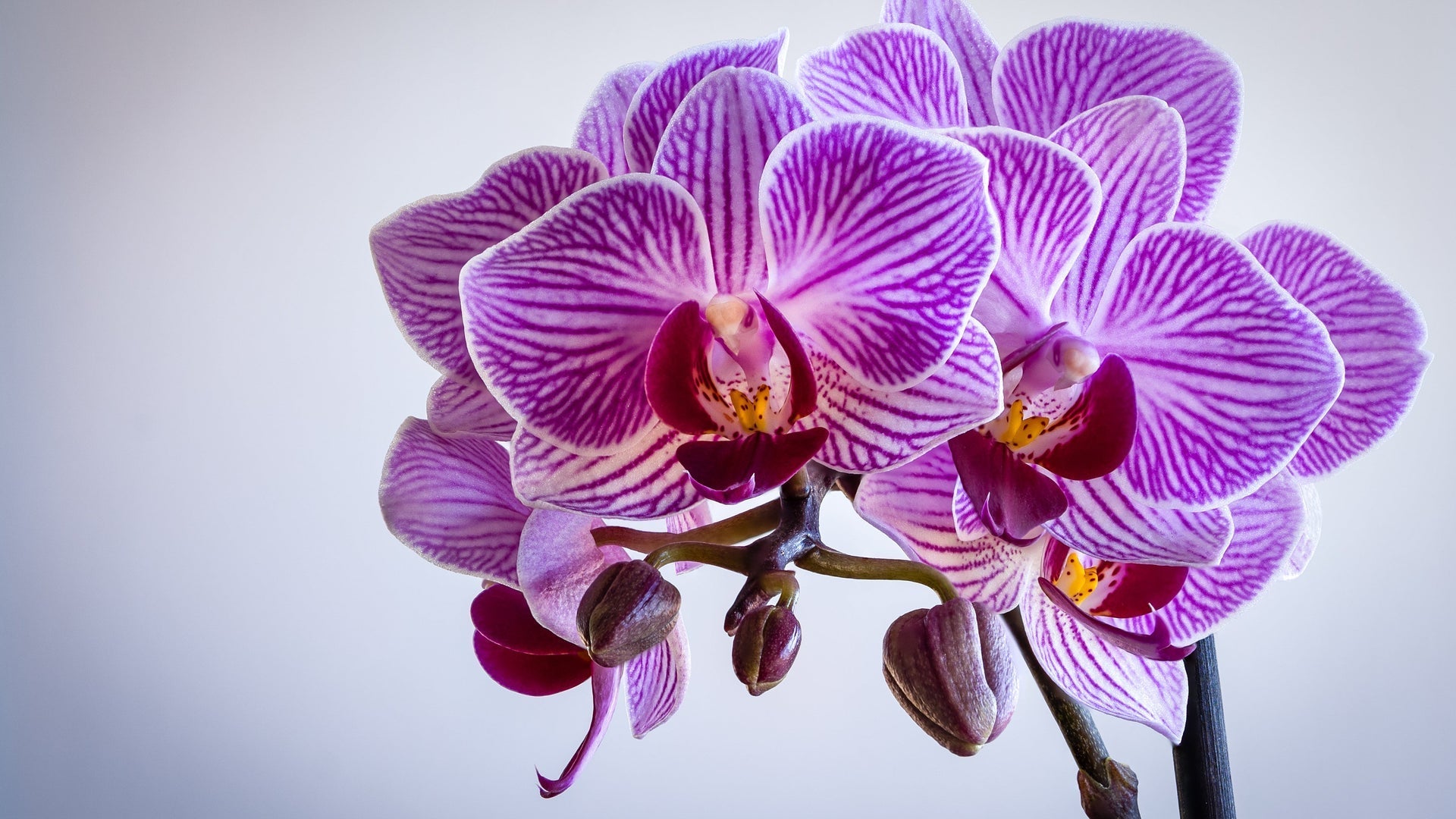 Orchidee als Zimmerpflanze im Winter