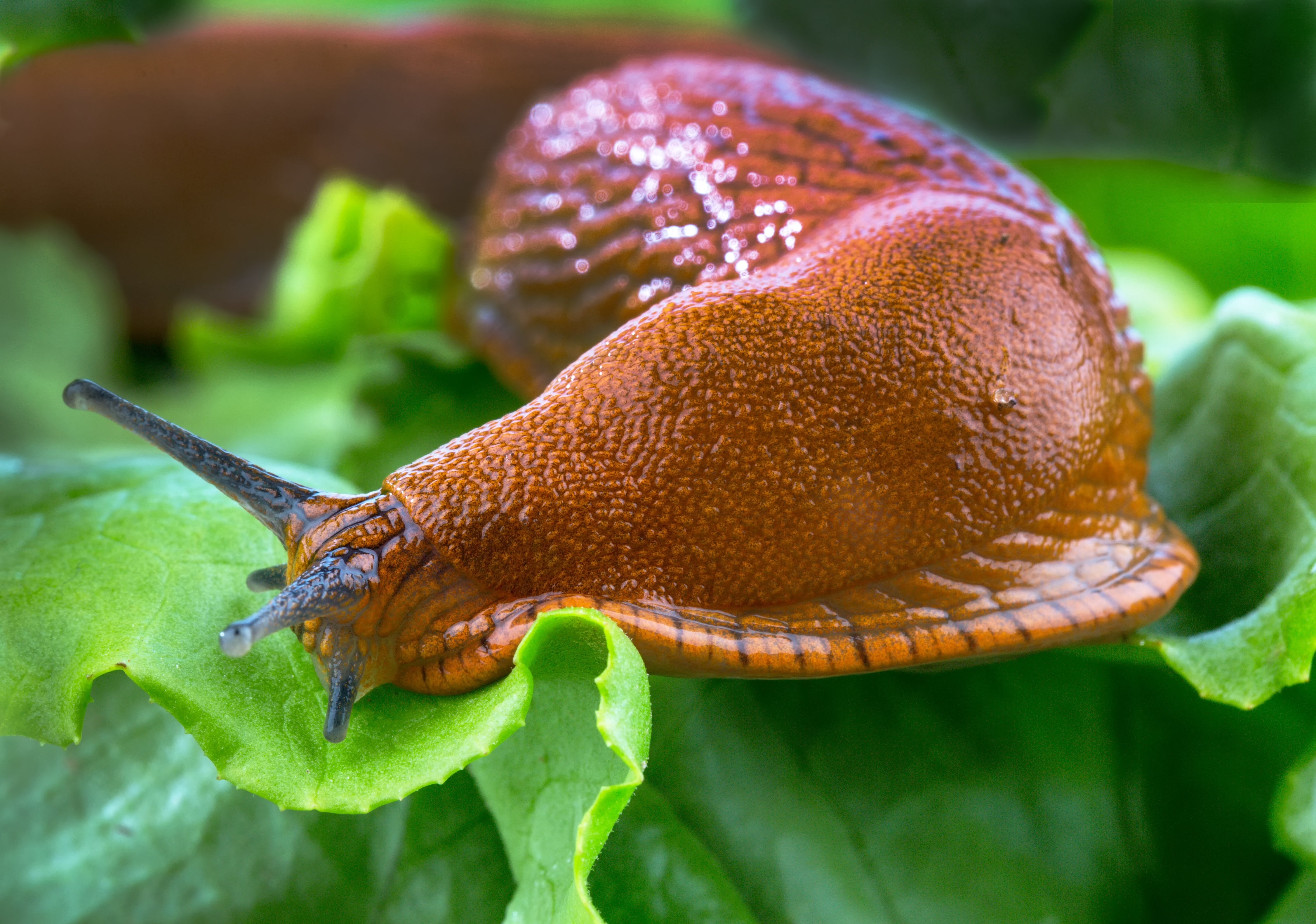 Schnecken im Garten bekämpfen: Gute vs. schlechte Schnecken + 7 Methoden