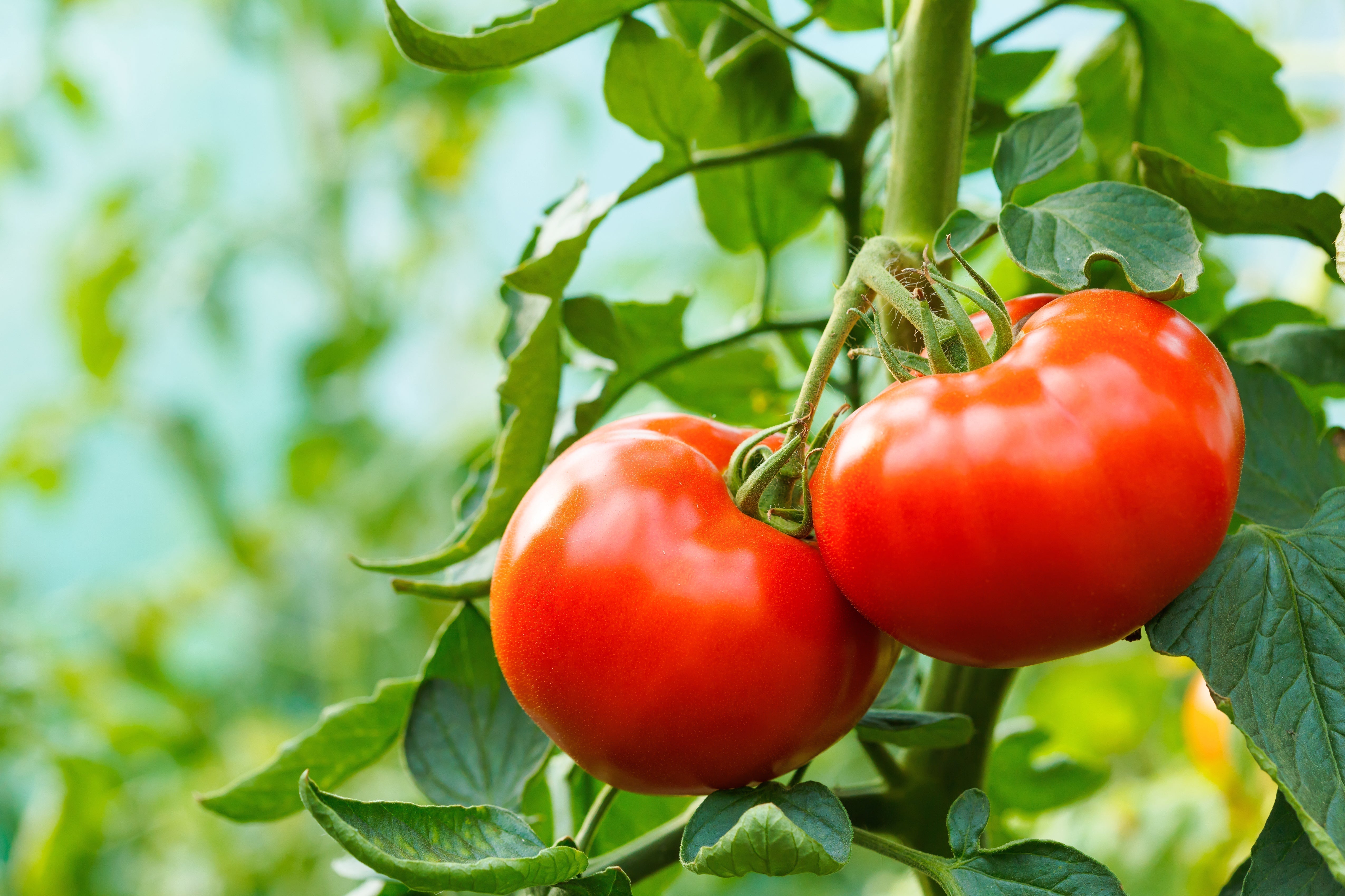 Gemüsegarten - wie Du ihn optimal pflegst!