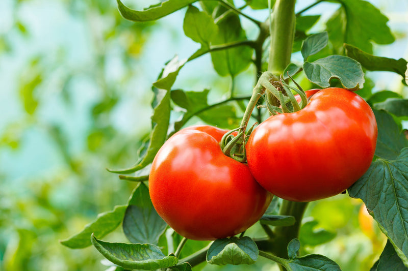 Gemüsegarten - wie Du ihn optimal pflegst!