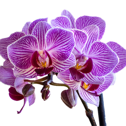 Collection image for: Orchideen