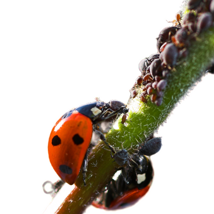 Collection image for: Schädlingsbekämfung