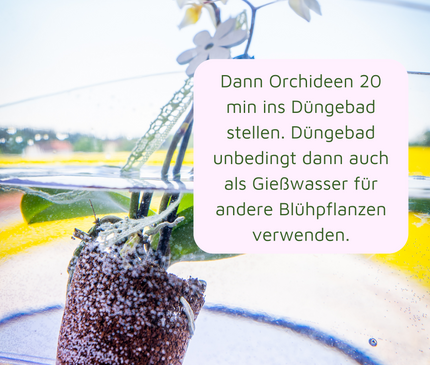 Rasenmax Orchideendünger Tabs - 20 Stück