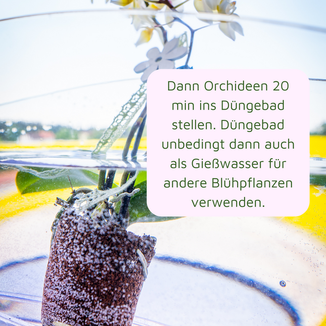 Rasenmax Orchideendünger Tabs - 20 Stück