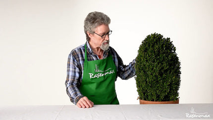 Über die optimale Buchsbaumpflege