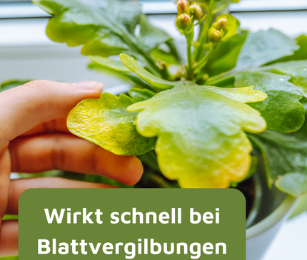 Rasenmax Eisendünger flüssig Ferrum