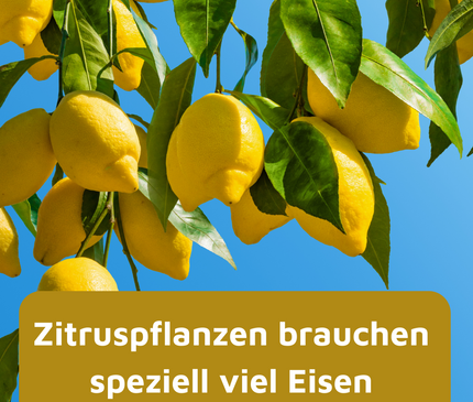 Rasenmax Eisendünger flüssig Ferrum