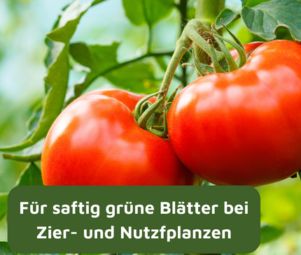 Rasenmax Eisendünger flüssig Ferrum