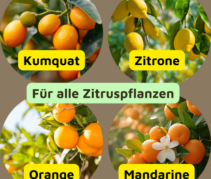 Rasenmax Zitrusdünger und Olivenbaumdünger 1 L