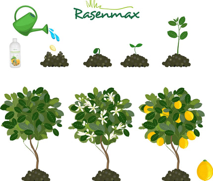 Rasenmax Zitrusdünger und Olivenbaumdünger 1 L