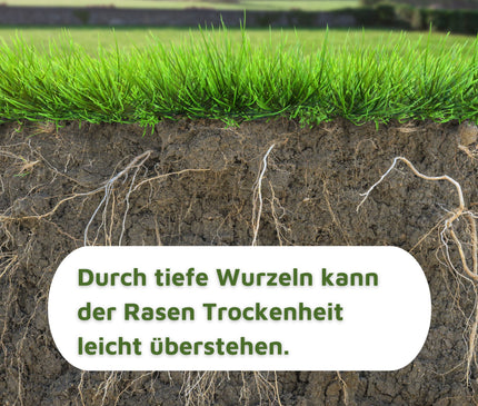 Rasenmax Rasensamen trockenresistent - Grassamen für trockene Standorte, 2,5 kg, 100 m2