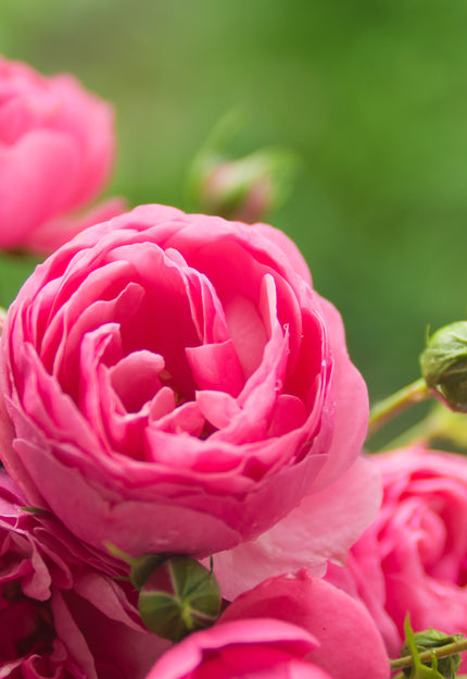 Alles über die ideale Rosenpflege