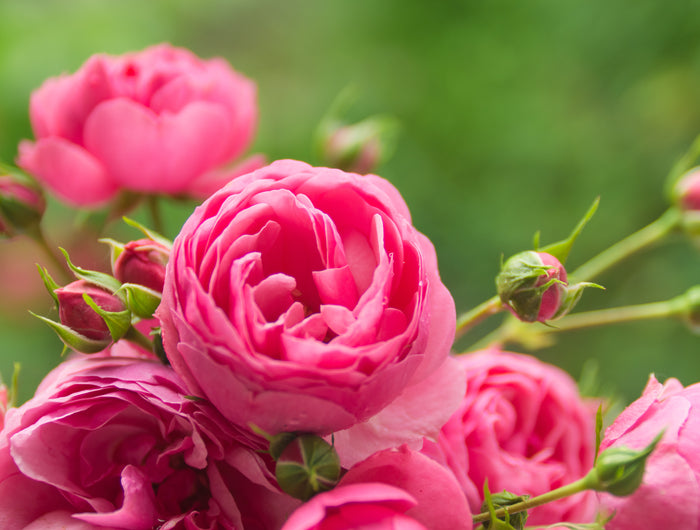 <h2>Alles für die Rosen</h2>