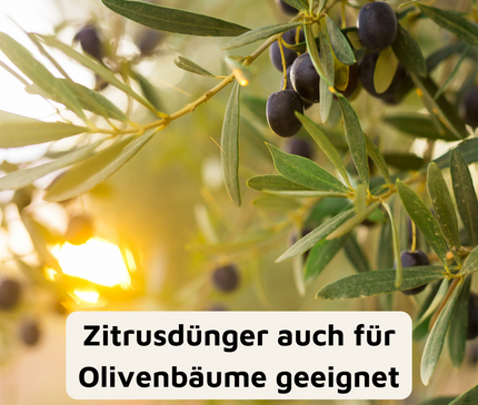 Rasenmax Zitrusdünger und Olivenbaumdünger 1 L